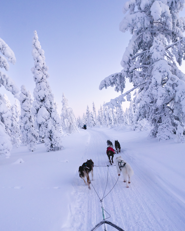 Husky’s & sneeuwscooters