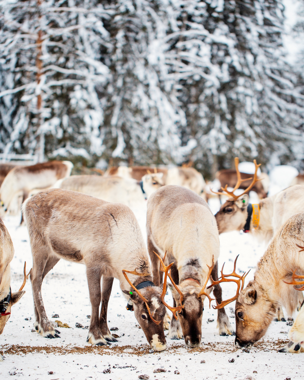 Nog één dag Lapland-magie
